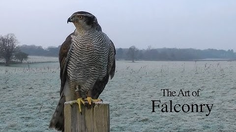 Falconry 3 | The Art of Falconry