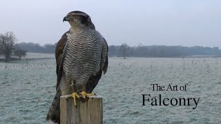 Falconry 3 | The Art of Falconry
