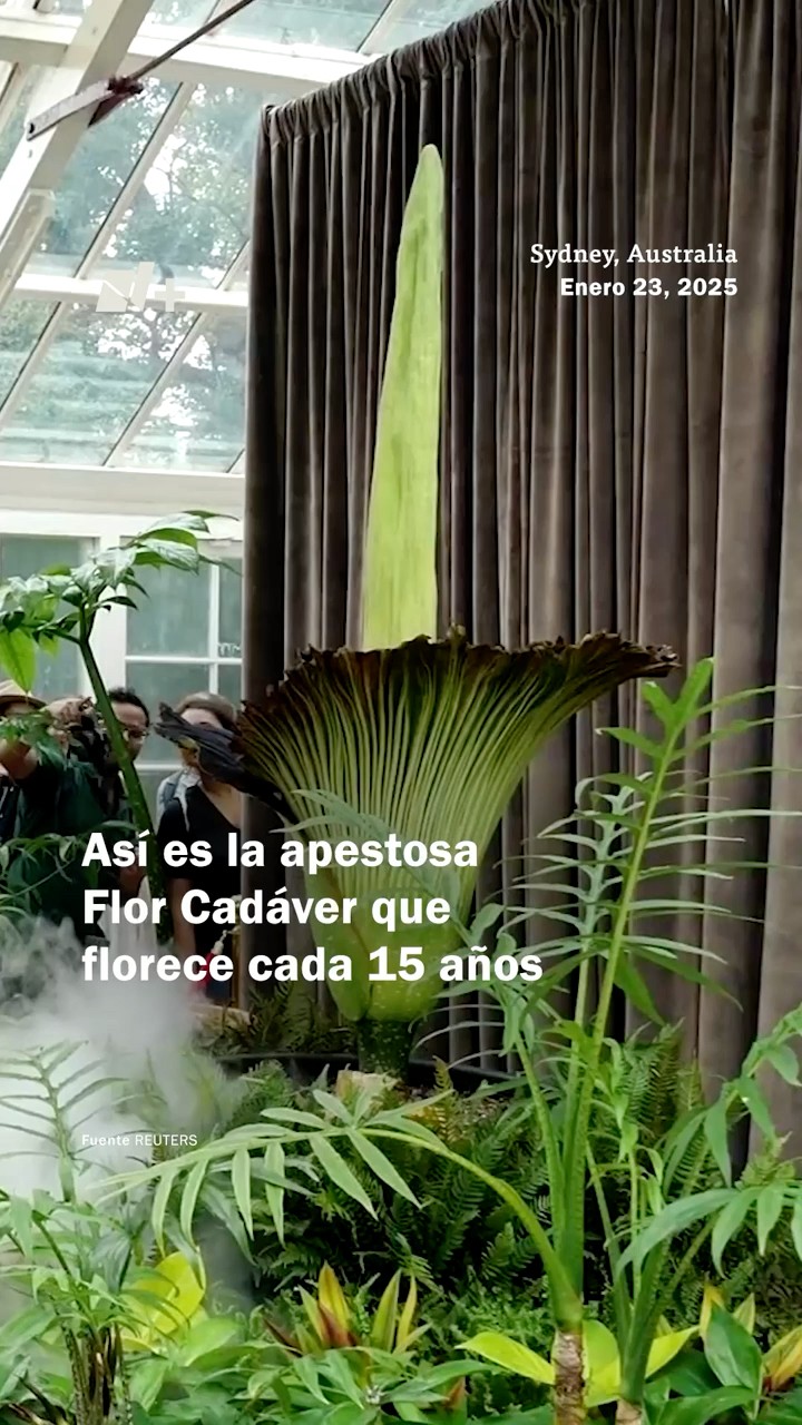 Miles hacen cola para oler la apestosa 'Flor Cadáver' que florece cada 15 años - N+ #shorts