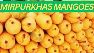 WORLD BEST MANGOES | CITY OF MANGOES MIRPUR KHAS | PAKISTANI FAMOUS MANGOES #pakistanimango