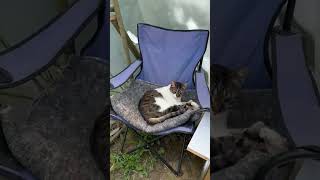 Üşüyen Minnoş Kedi 🐈‍⬛ Çadırda ⛺ #cutebaby #keşfet #prettycat #kedi #catshorts #catvideos #kediler