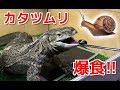 オオトカゲに大量のカタツムリを与えた結果…！