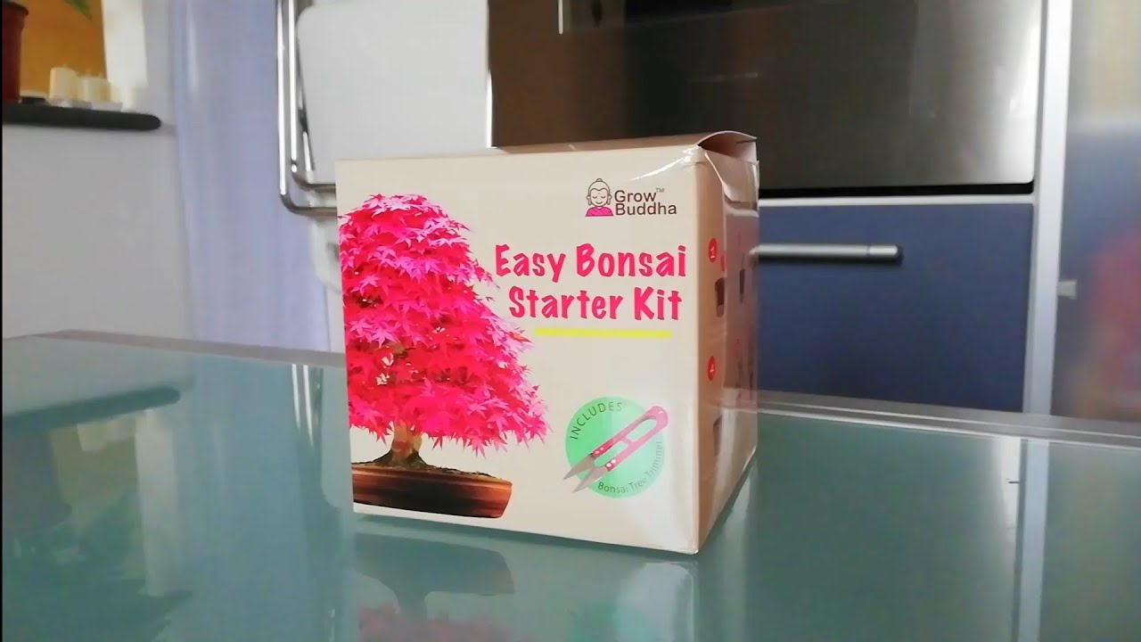 Easy Bonsai Starter kit(link nella descrizione) YouTube