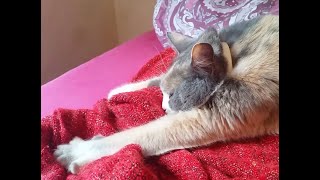 CAT COMPILATION - Cats Making Biscuits, Cats Kneading with Relaxing Music - Part 4 🍪 by Cats are Jerks 441 views 3 years ago 10 minutes, 23 seconds