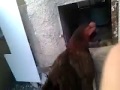 MAVİ YUMURTADAN ÇIKAN BİR HAFTALIK CİVCİVLER (VİDEO)