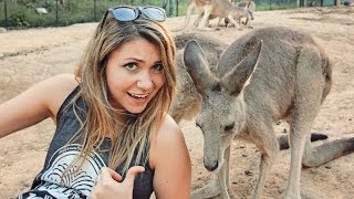 That Time I Held A KANGAROO  Gold Coast, Australia