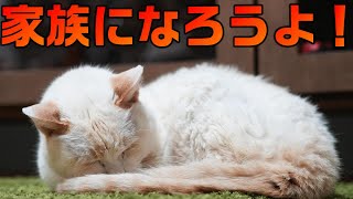 保護した病気の猫を家族として受け入れた先住猫