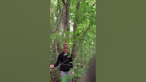 collecting adult mosquitoes using a sweep net