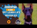Stunning Doberman E-ZER Off Leash Obedience Wilmington Dog Trainers Stunning Doberman E-ZER Off Leash Obedience Wilmington Dog Trainers