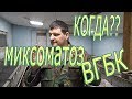 Вакцинация кроликов/сроки вакцинации от миксоматоза и ВГБК