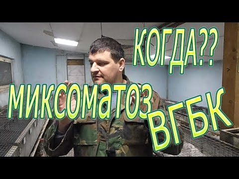 Прививки кроликам в домашних условиях видео и какие сроки