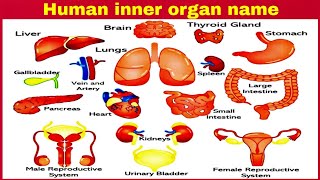 Human inner organ name. मानव के आंतरिक अंगो के नाम।