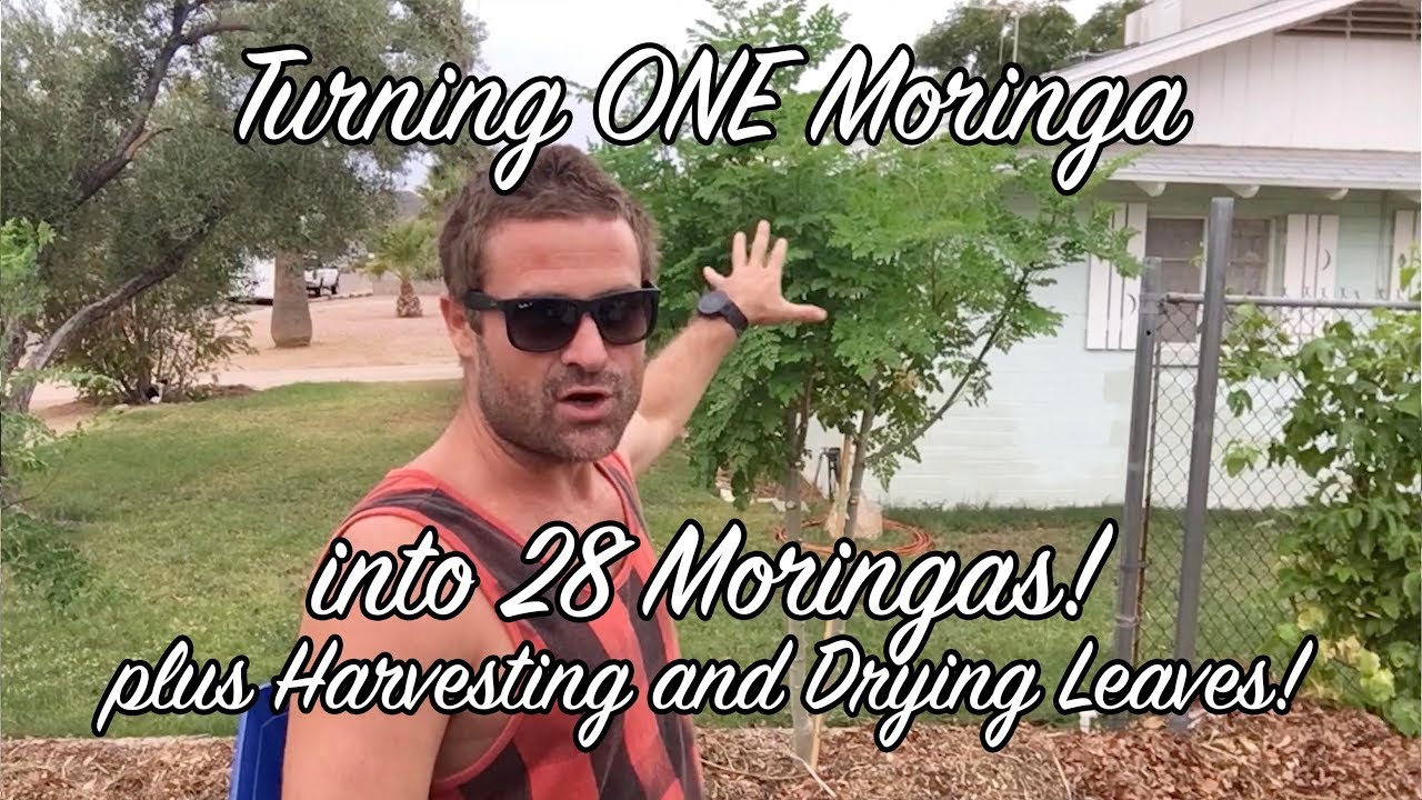 Эпизод 96 — Превращаем ОДНУ Морингу в 28 Моринг!