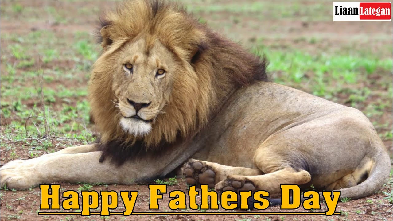Happy Father's Day to our Lionheart dads YouTube