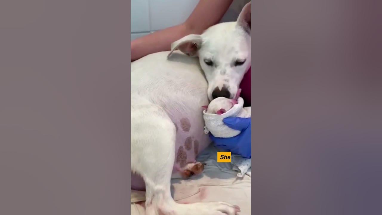 dog-gives-birth-to-14-beautiful-babies-youtube