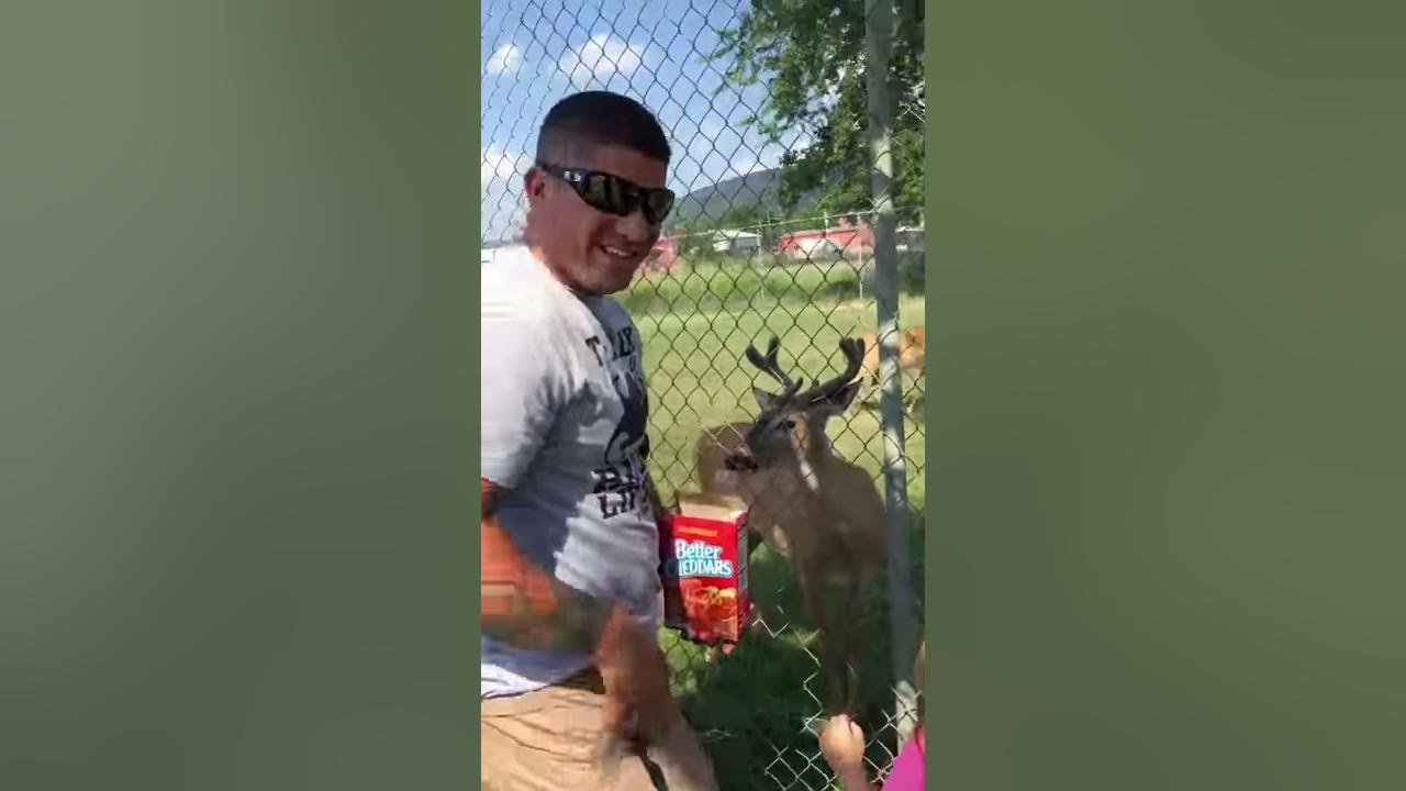 Feeding deer in Oklahoma YouTube