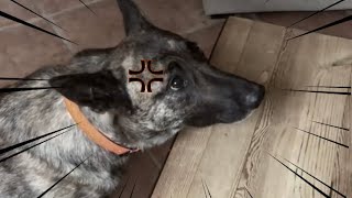 Best Videos Of Maya - Compilation