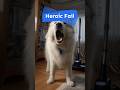 My Great Pyrenees Declared War on the Vacuum… #shorts