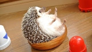 癒し 可愛い 面白い動物画像写真をまとめたスライドショー動画 Youtube