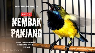 Pancingan Sogon Nembak Panjang Jernih | untuk sogon macet #pancingansogon #sogongacor #sogon 