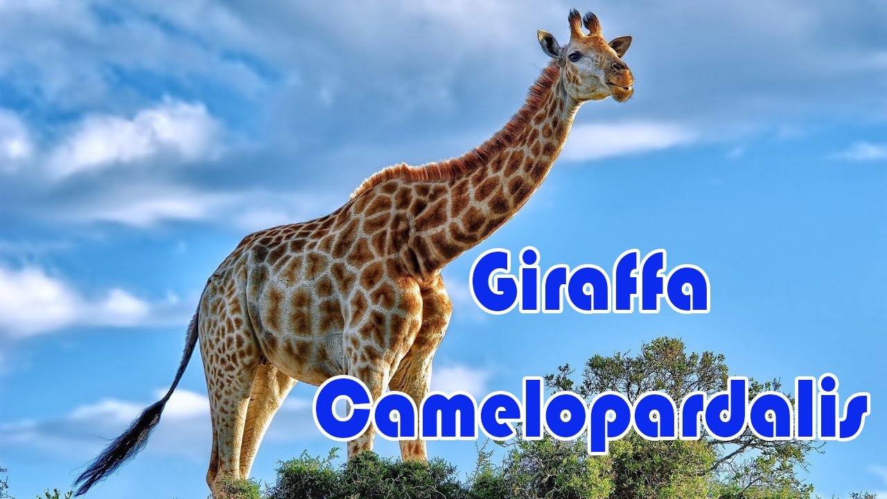 Giraffa Camelopardalis