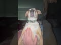 Diamond the Dog Yawning