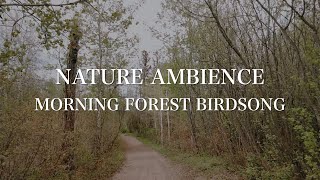 🇨🇦 4K Relaxing Nature Ambience 🌿 Morning Hiking Forest Soundscape 🕊️ Insomnia Mindfulness Serenity