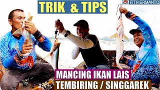 TRIK & TIPS MANCING IKAN LAIS TEMBIRING / SINGGAREK || TEKNIK DASARAN