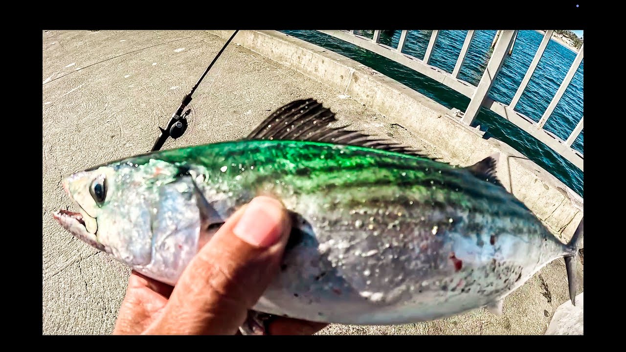 Bonito are still biting hurry before it's to late