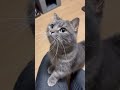 いつまでも垢抜けできないベイビー猫#shorts #猫 #マンチカン