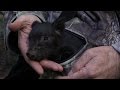 The rescue of Little Michael - the wild piglet