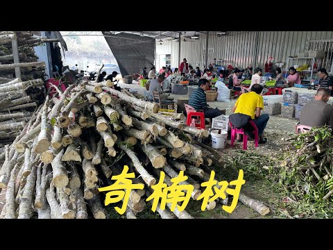 【老林赶野】網友問收那麽多奇楠樹回來做什麽，今天帶大家了解一下從樹到成品