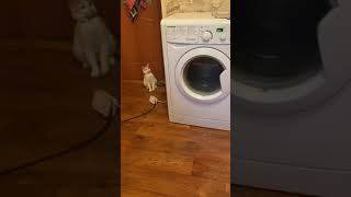 Котёнок боится звука стиральной машины #кошки #котята #животные
