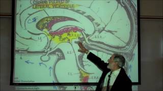 THE MENINGES, CEREBROSPINAL FLUID & EPIDURAL BLOCKS by Professor Fink