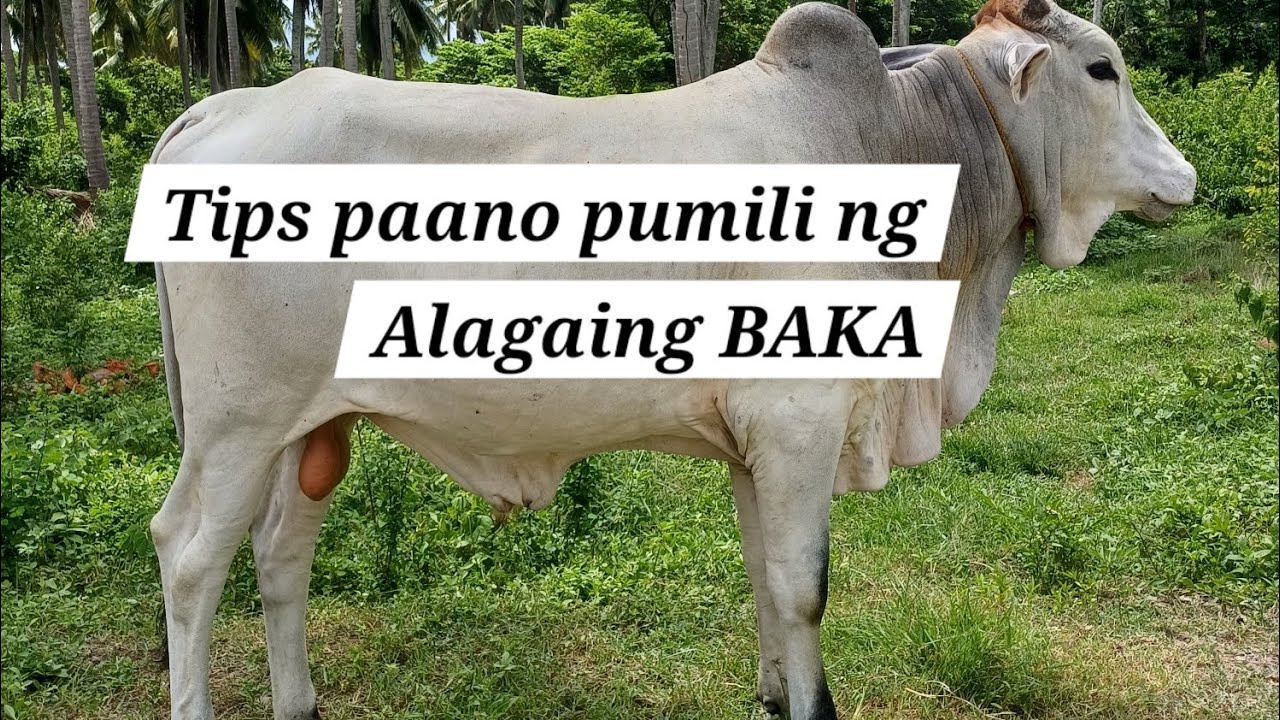 Magandang Lahi ng Baka