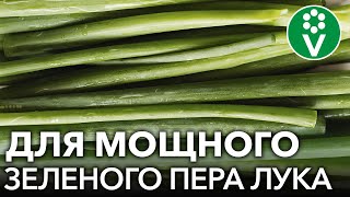 ХОТИТЕ МНОГО ЗЕЛЕНОГО ЛУКА? 7 приемов для мощного и вкусного пера лука