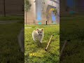 Ans park da explore dogs foryou fyp pomeranian kpek viral 