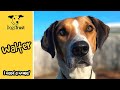 Walter the harrier loves to go on adventures! | Dogs Trust Loughborough