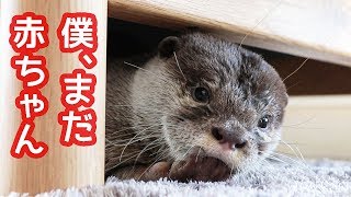 カワウソ コタロー　やめられない、とまらない指しゃぶり　Kotaro the Otter Can't Stop Sucking his Paw