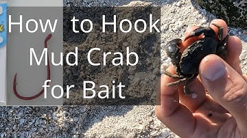 Salty 101- How to Hook Mud Crab for Bait