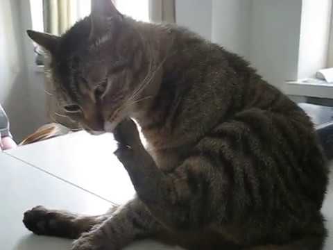 cat แปลว่า Toe lickin'