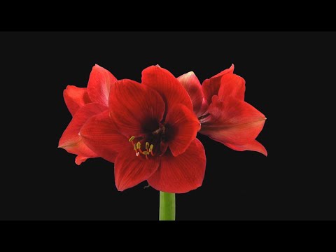 Video: Amaryllis (87 Fotografija): Sadnja I Briga Za Cvijet Kod Kuće, Vrste Amaryllis Crvene I Bijeladone, Uzgoj Iz Lukovice I Presađivanje