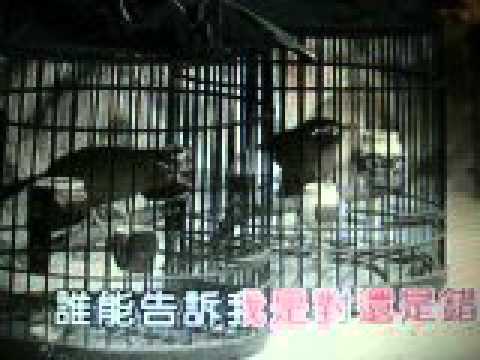 渴望【WX】（甫人 - 毛阿敏）