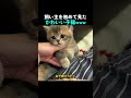 飼い主を初めて見たかわいい子猫www