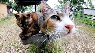 サビ猫をモフろうとすると嫉妬深い三毛猫が乱入してきた