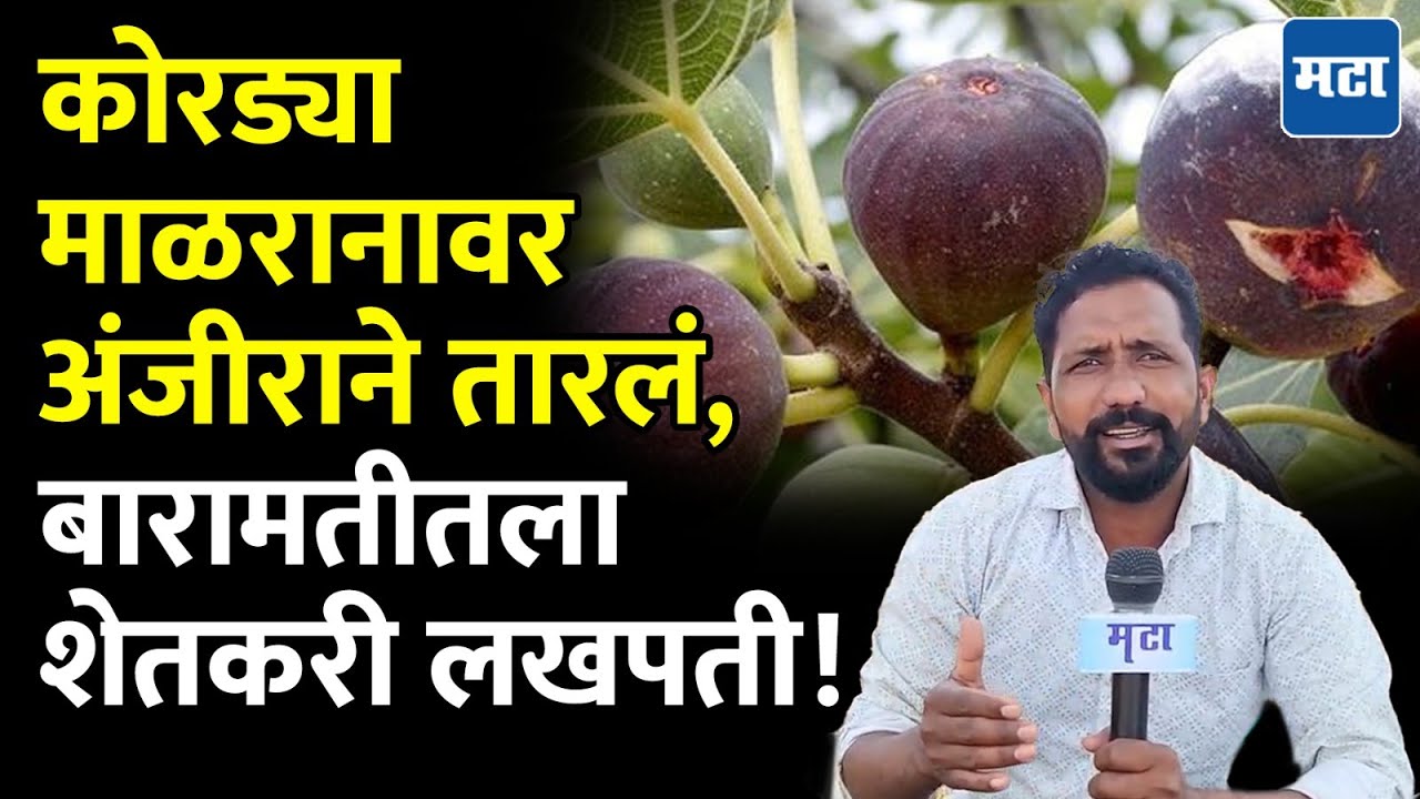 Anjeer Farming : इतर पिकांनी फसवलं, तरीही हार मानली नाही; जगताप बंधू अंजीराने बनले श्रीमंत शेतकरी!
