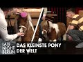 Das kleinste Pony der Welt überrascht Klaas &amp; Felix Lobrecht im Studio | Late Night Berlin