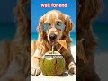 ​Summer Vibes Only! Dog at the Beach 🏖️🐶 #BeachDay #CutePuppy #SummerShorts #USAudience