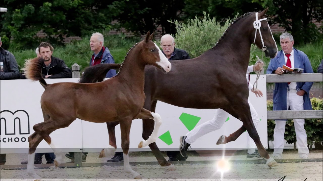 Jaaroverzicht Fanita Hoeve 2019