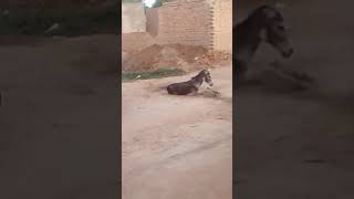 Gady Ka Full Mzakia Funy Clip